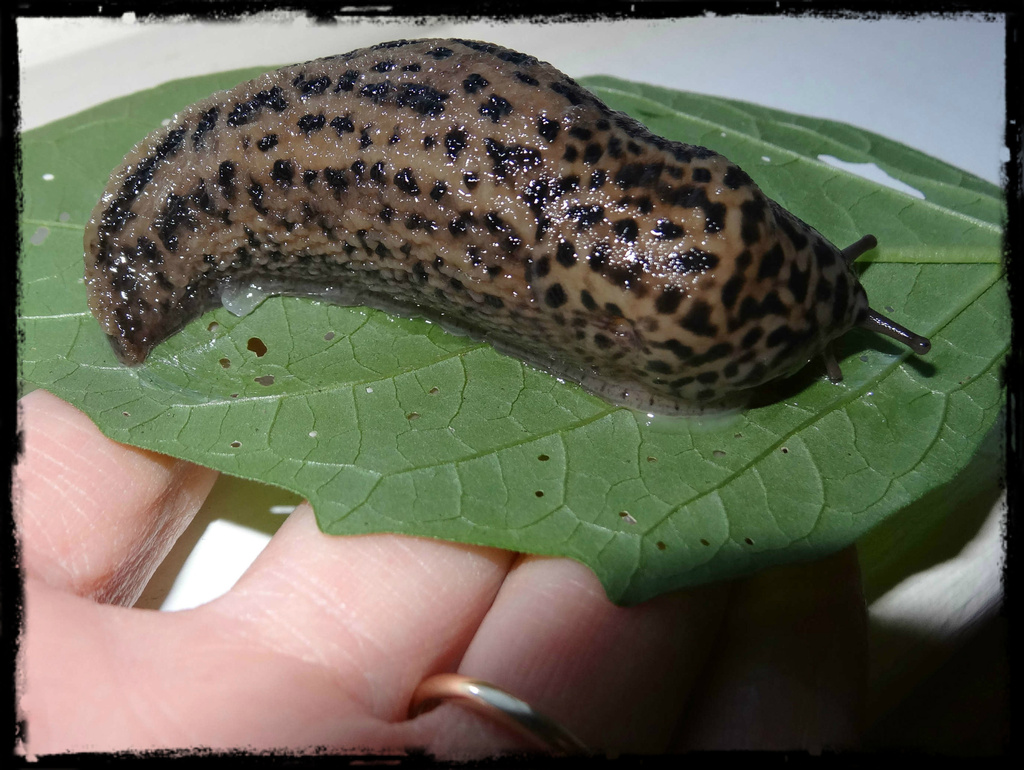 Leopard Slug (Land Snails and Slugs of San Francisco) · iNaturalist