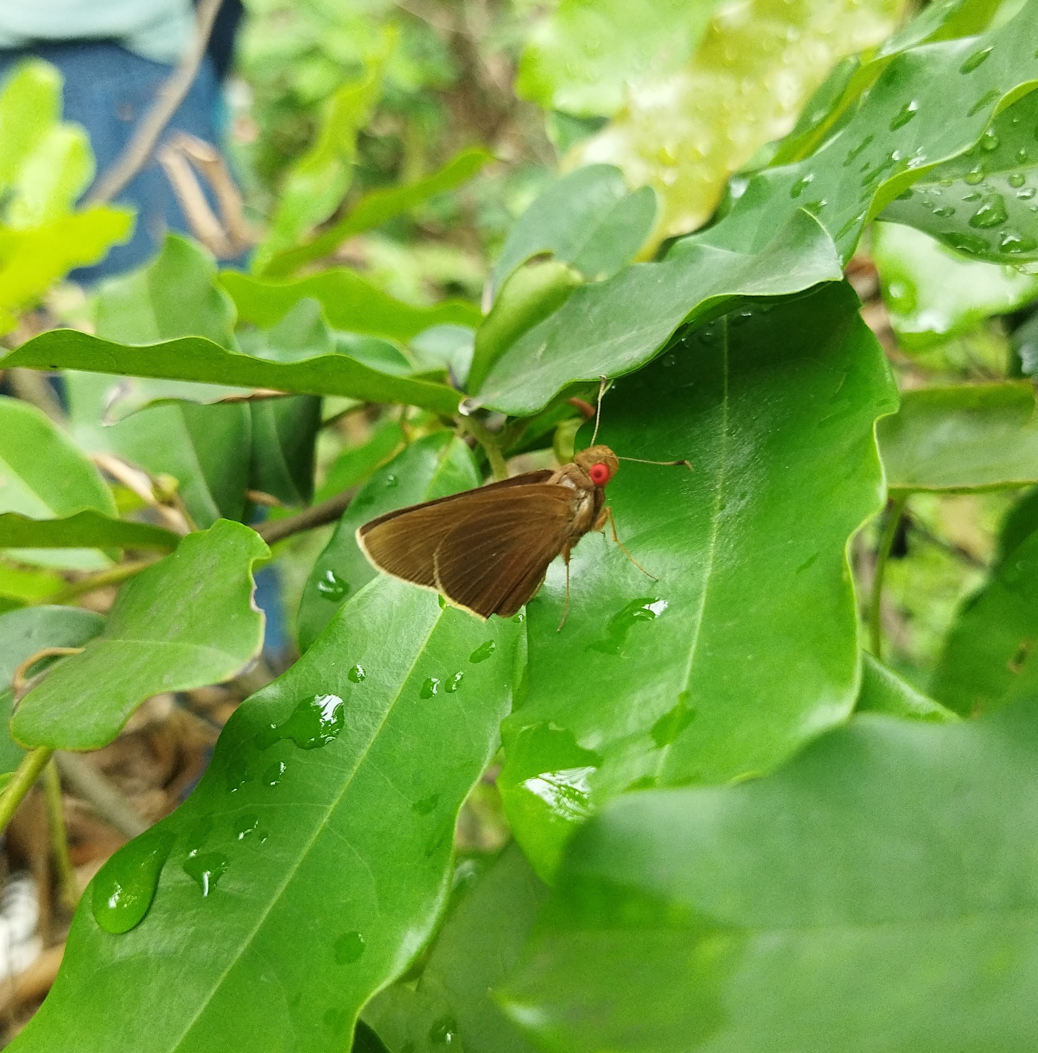 Common Branded Redeye
