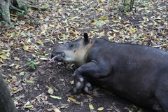 Tapirus