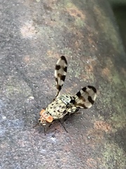 Myennidini