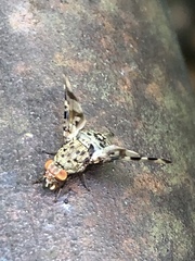 Myennidini
