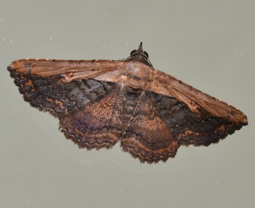 Pale-edged Selenisa