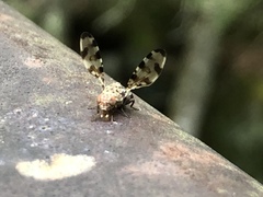 Myennidini