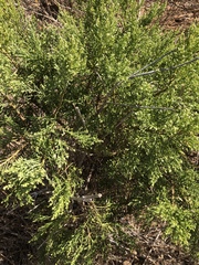 Baccharis sarothroides × pilularis