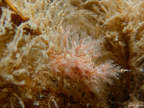 Dendronotus keatleyae, Zeelandbrug, Zierikzee, Netherlands, photo 7 of 10