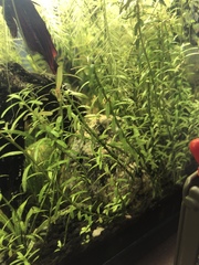 Rotala indica