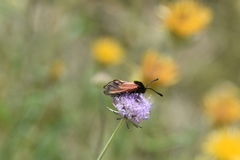 Zygaena erythrus