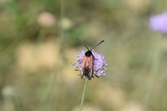 Zygaena erythrus