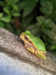 Hyla japonica