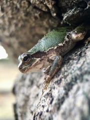 Hyla japonica