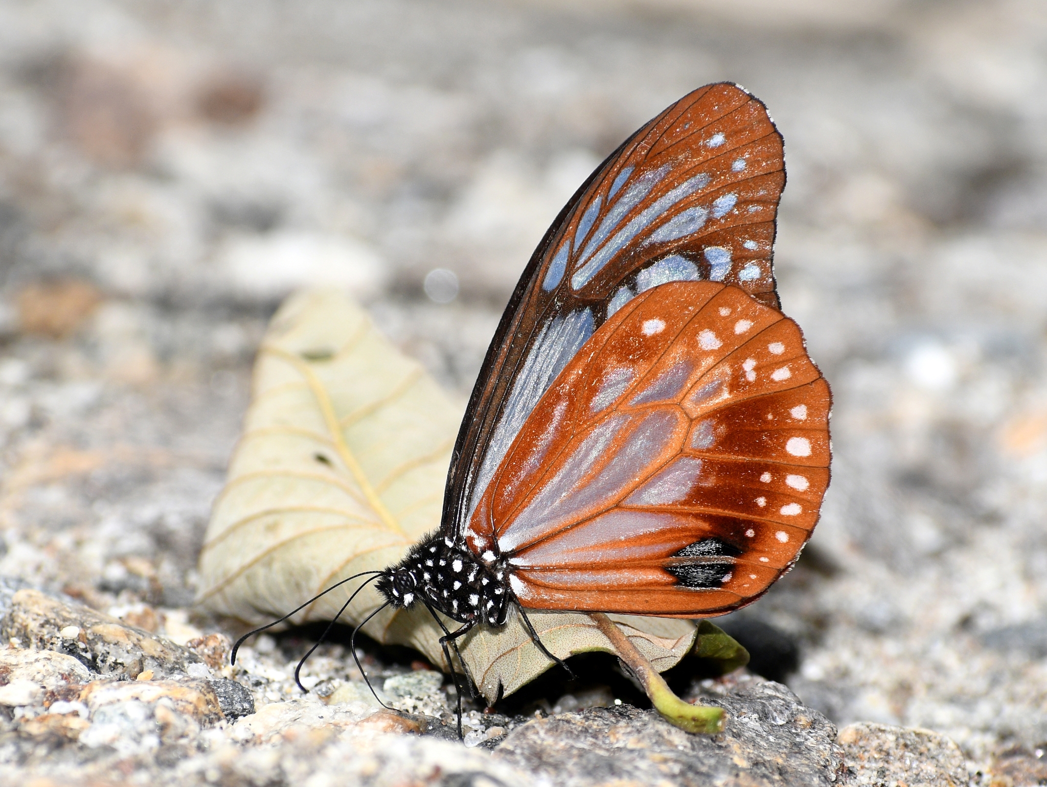 Pedong Tiger