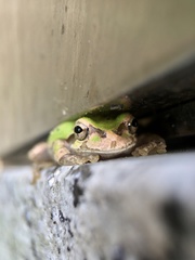 Hyla japonica