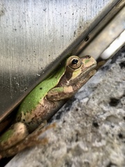 Hyla japonica