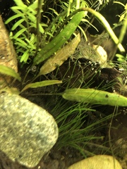 Cryptocoryne wendtii