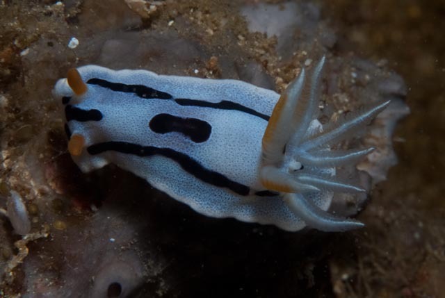 Diana's Chromodoris