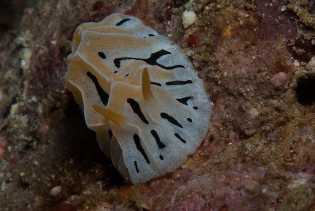 Mushroom Coral Reticulida