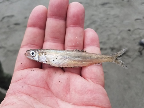 Night smelt (Spirinchus starksi) — Osmeridae — 2