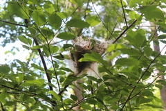 Malacosoma americana