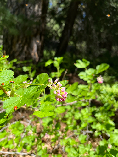 iNaturalist observation photo of mountain pink currant