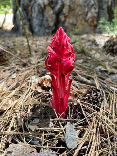 iNaturalist observation photo of Snowplant