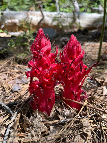 iNaturalist observation photo of Snowplant