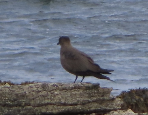 Págalo parásito (Stercorarius parasiticus)