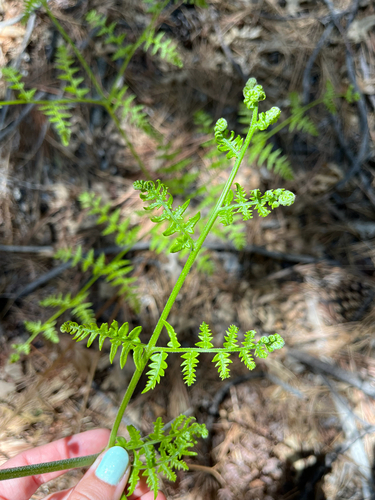 iNaturalist observation photo of Hairy brackenfern