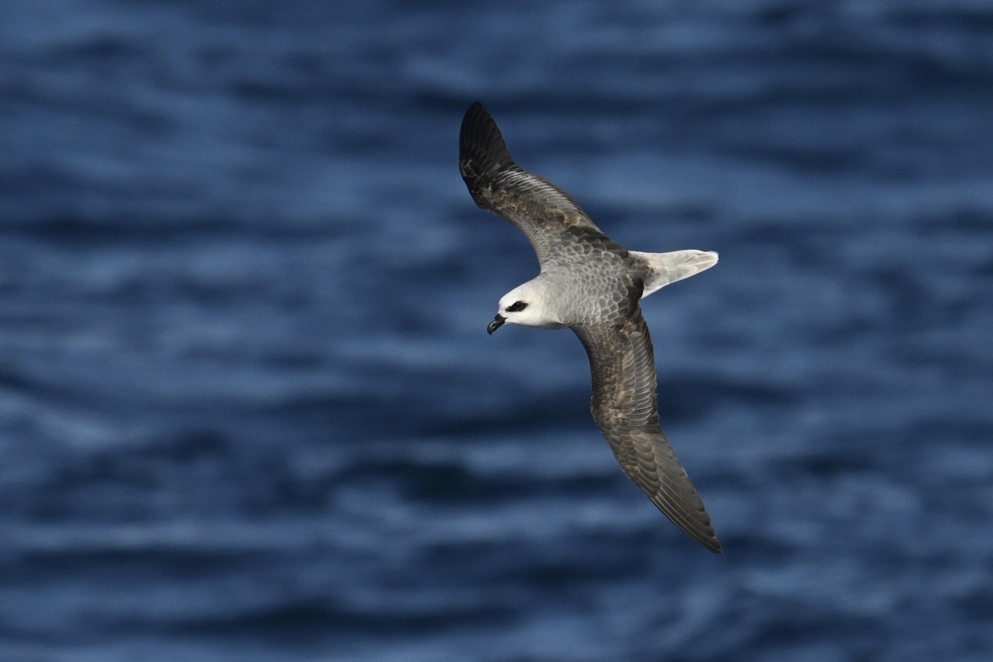 White-headed Petrel (Pterodroma lessonii)