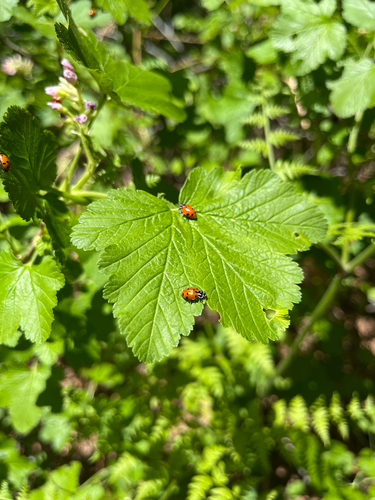 iNaturalist observation photo of Convergent Lady Beetle