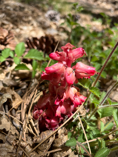 iNaturalist observation photo of Snowplant