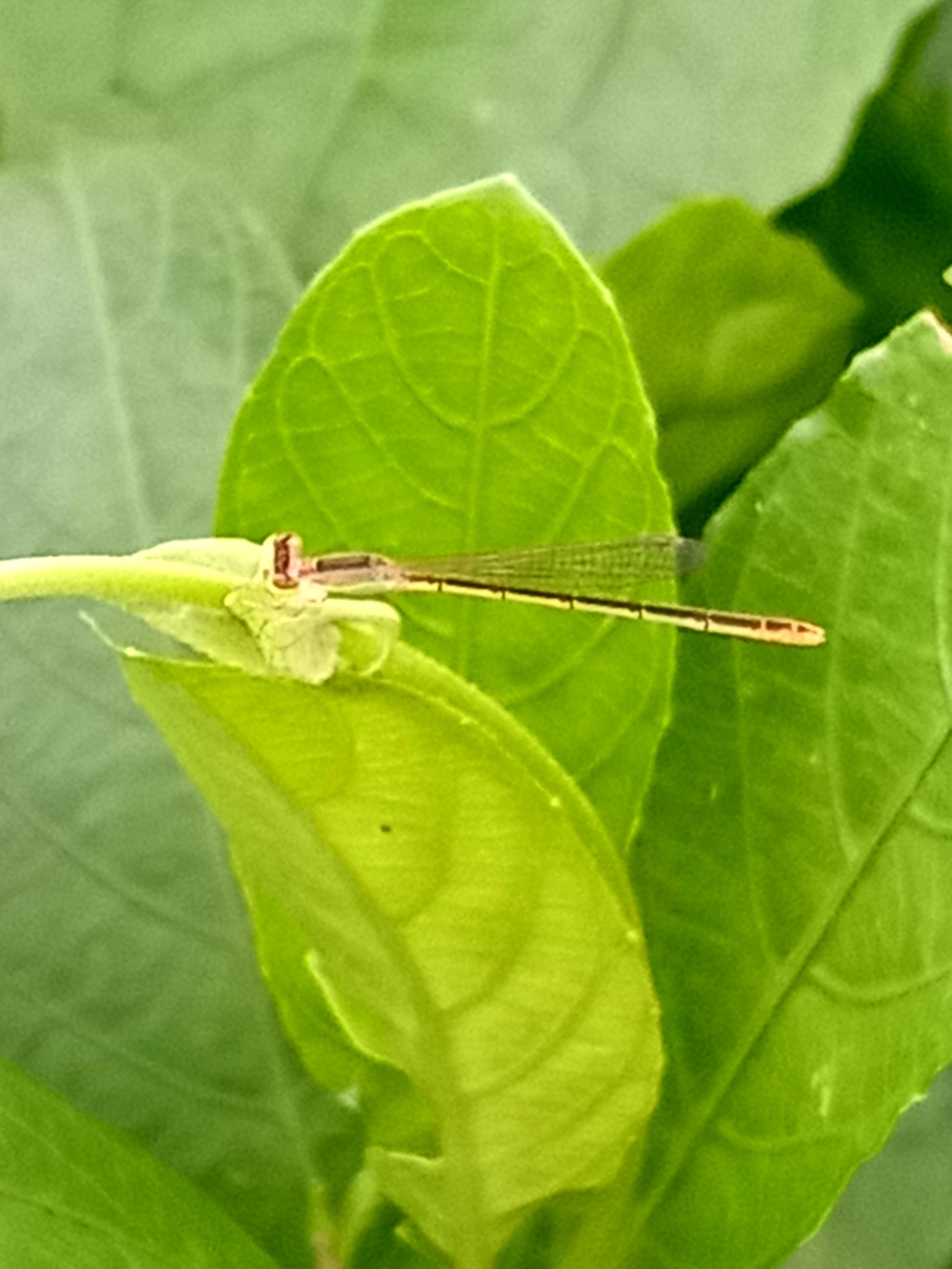 Pygmy Dartlet