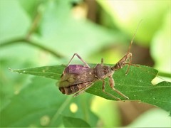 Acholla multispinosa