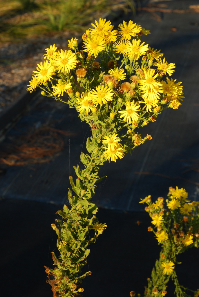 Delaney's goldenaster