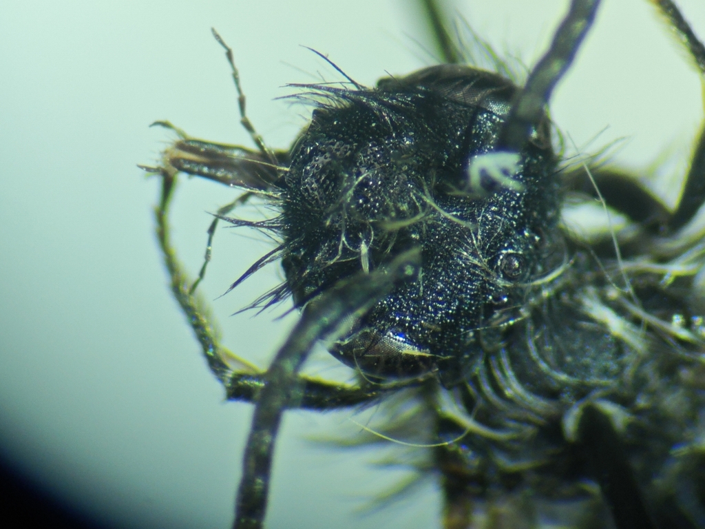 Andrena allosa