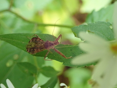 Acholla multispinosa
