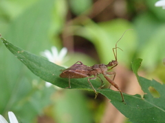 Acholla multispinosa