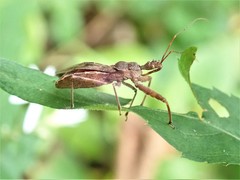 Acholla multispinosa