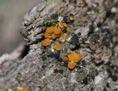 Athallia pyracea