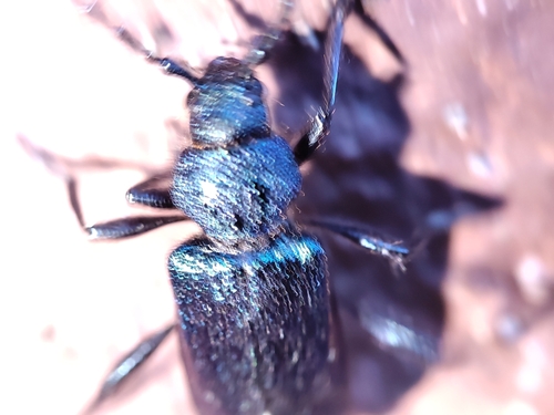 Photo of Violet tanbark beetle (Callidium violaceum)