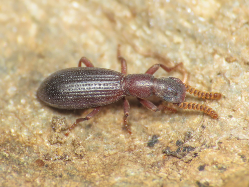 Dichillus corsicus