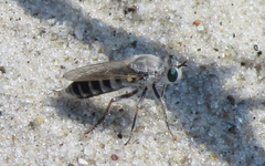 Laphystia