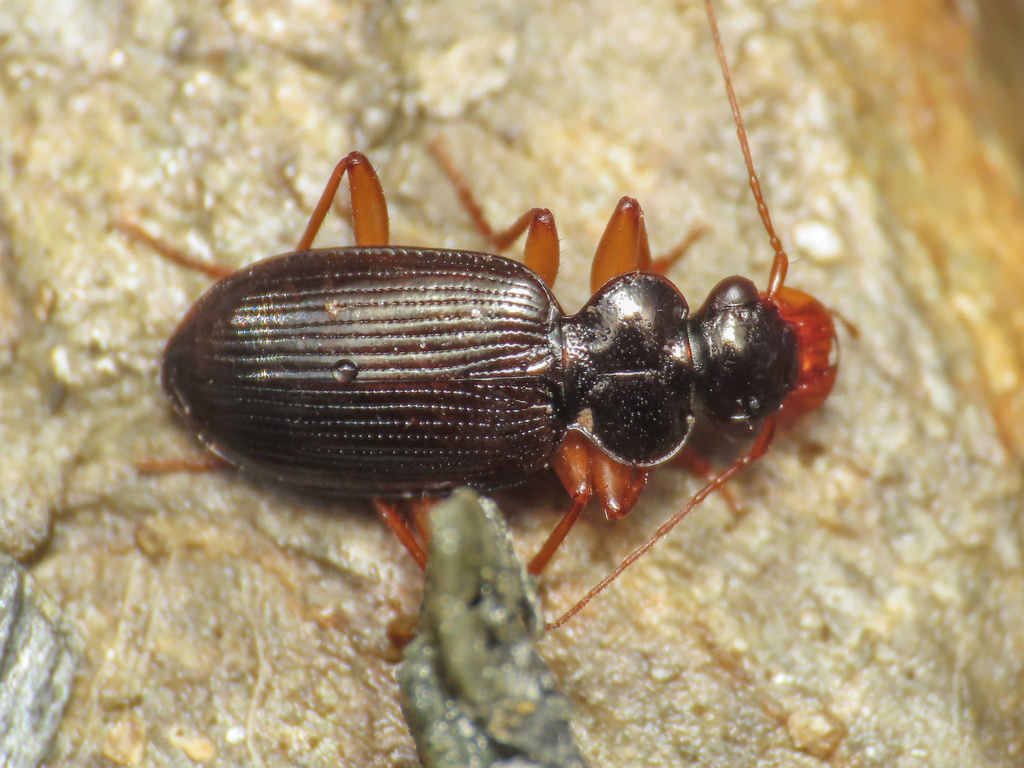 Leistus sardous