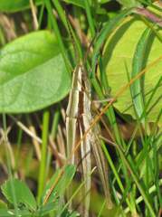 Mermiria intertexta