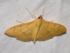 Patania silicalis