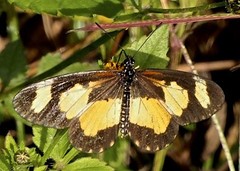 Acraea cabira