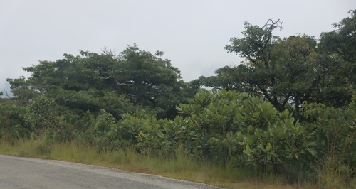 Wild loquat (Uapaca kirkiana)