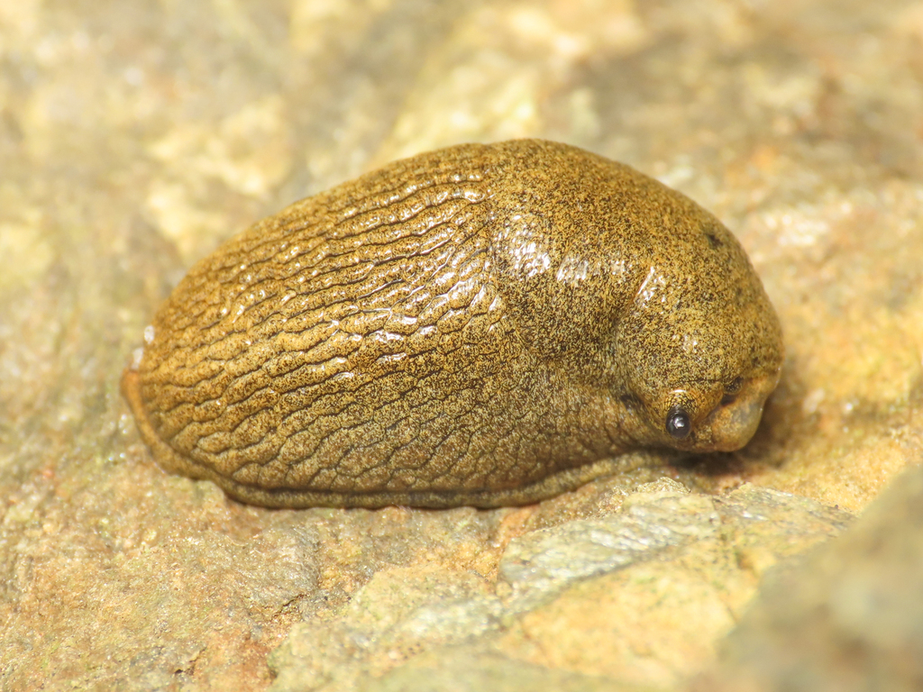 Ariunculus isselii