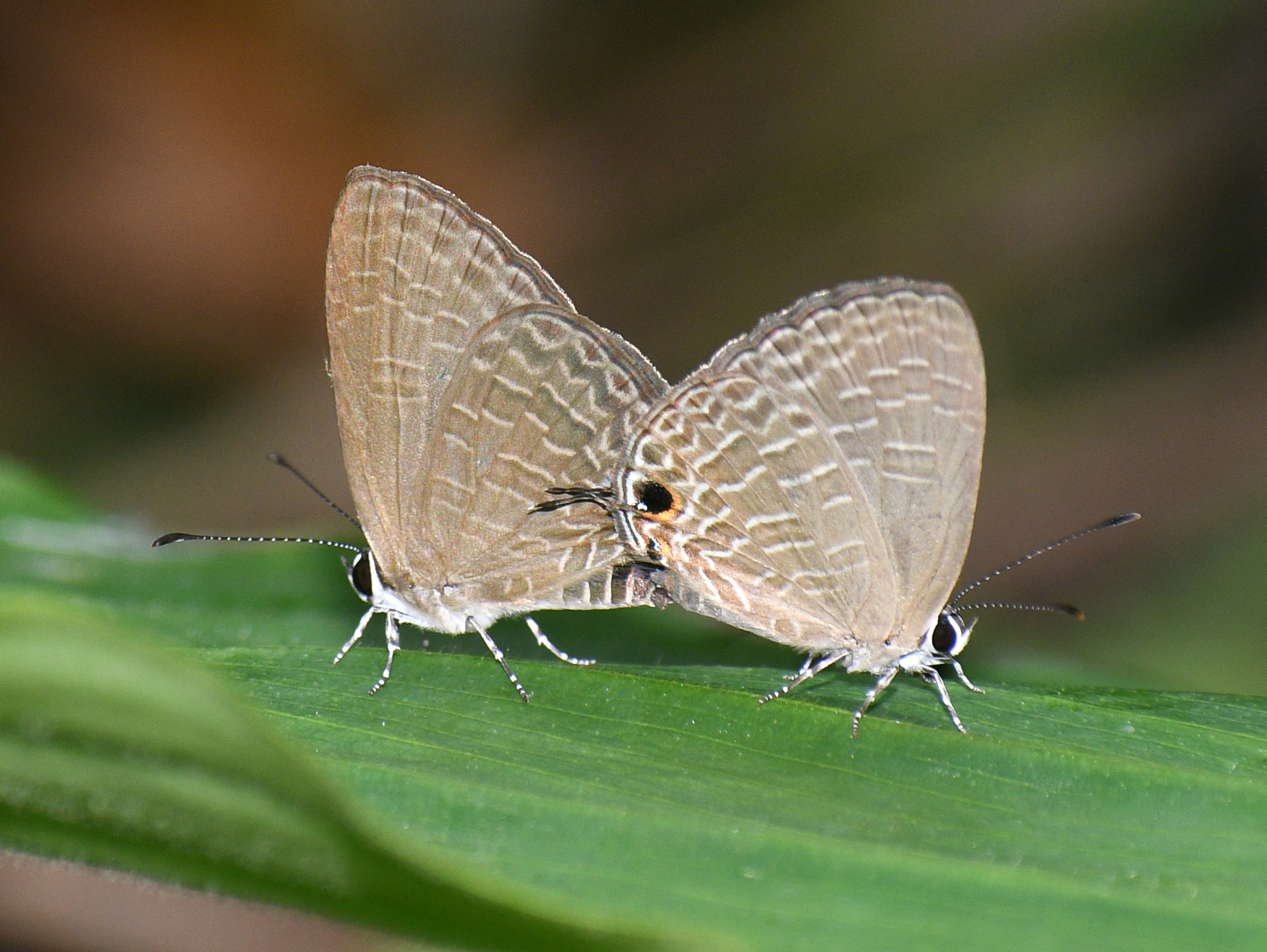 Dark Cerulean