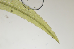 Pohlia longibracteata