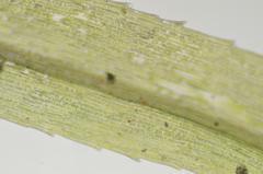 Pohlia longibracteata